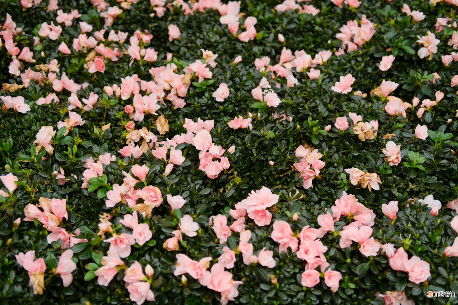 杜鹃花怎么养