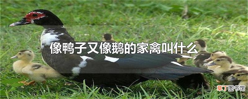 像鸭子又像鹅的家禽叫什么