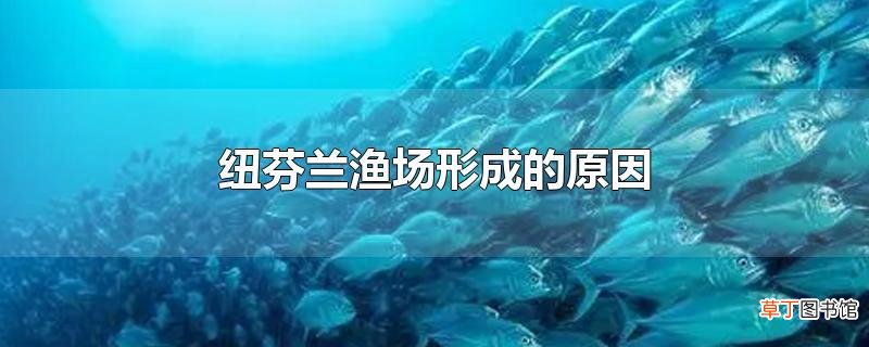 纽芬兰渔场形成的原因