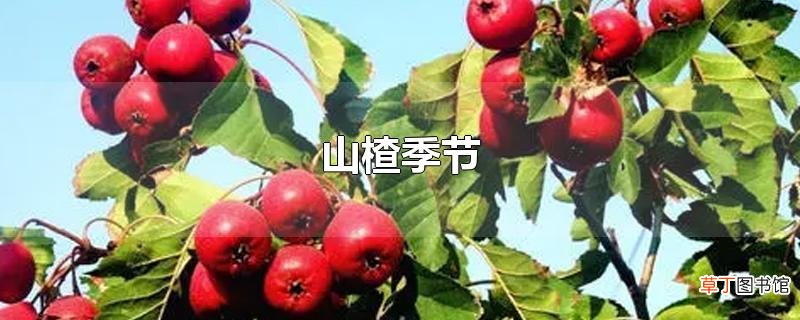 山楂季节