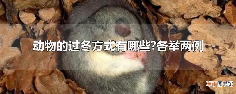动物的过冬方式有哪些?各举两例