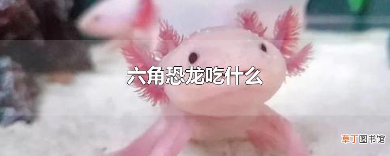 六角恐龙吃什么