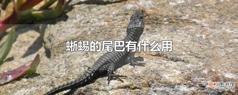 蜥蜴的尾巴有什么用