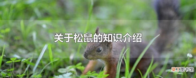 关于松鼠的知识介绍