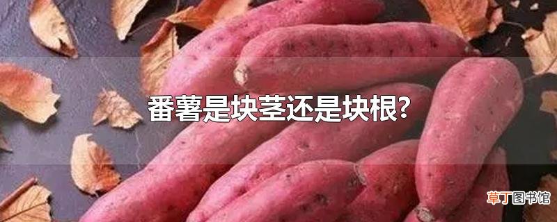 番薯是块茎还是块根?