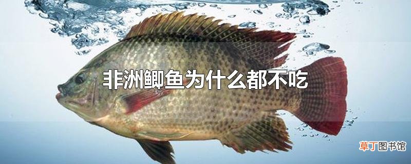 非洲鲫鱼为什么都不吃