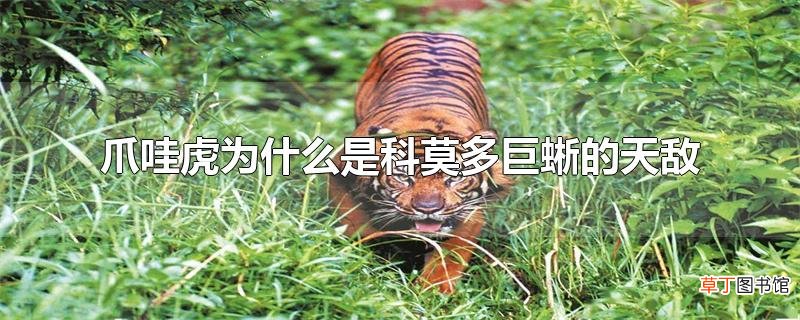 爪哇虎为什么是科莫多巨蜥的天敌
