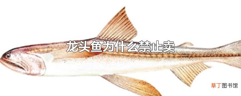 龙头鱼为什么禁止卖