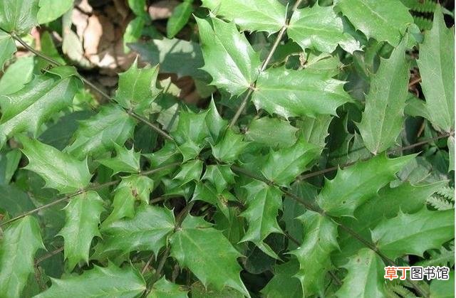 10大抗肿瘤中草药有哪些-10大抗肿瘤中草药是什么