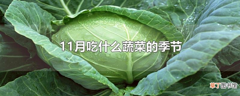 11月吃什么蔬菜的季节