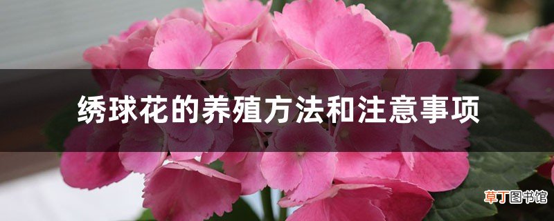 绣球花的养殖方法和注意事项