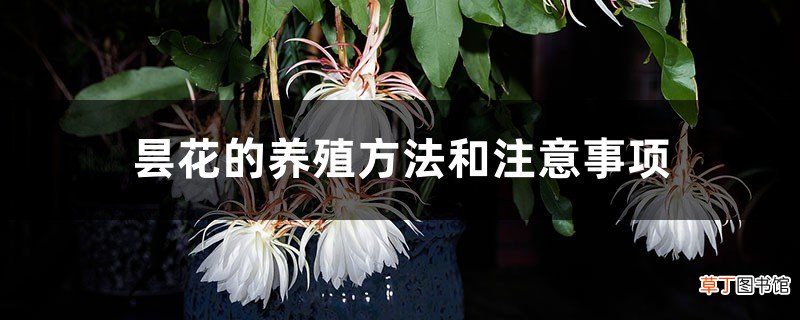 昙花的养殖方法和注意事项