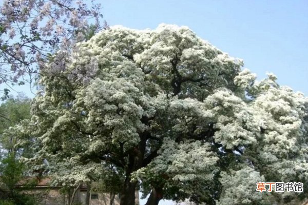 五月竟能下雪？家里养上这种花，立马拥有白色花海！