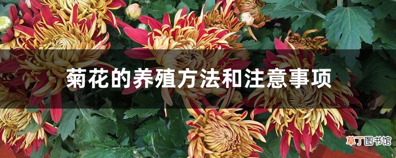 菊花的养殖方法和注意事项