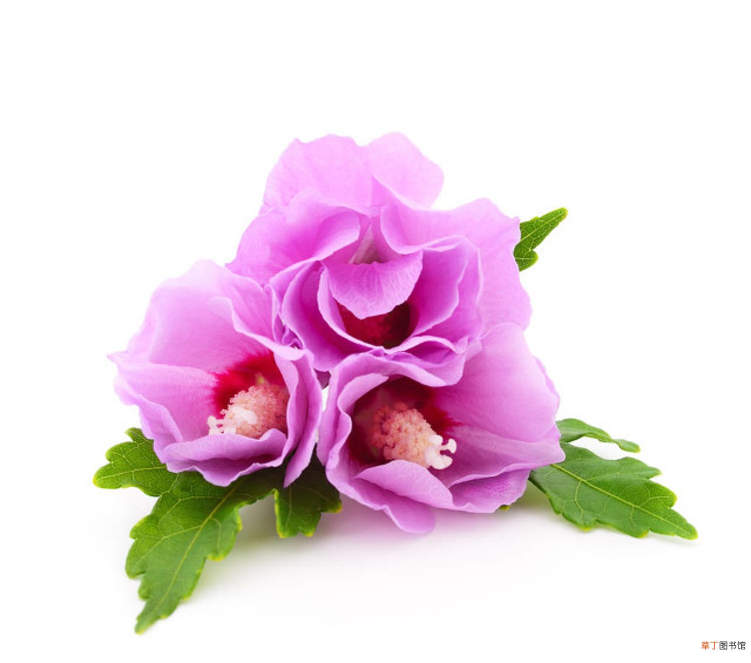 盆栽木槿花怎么养