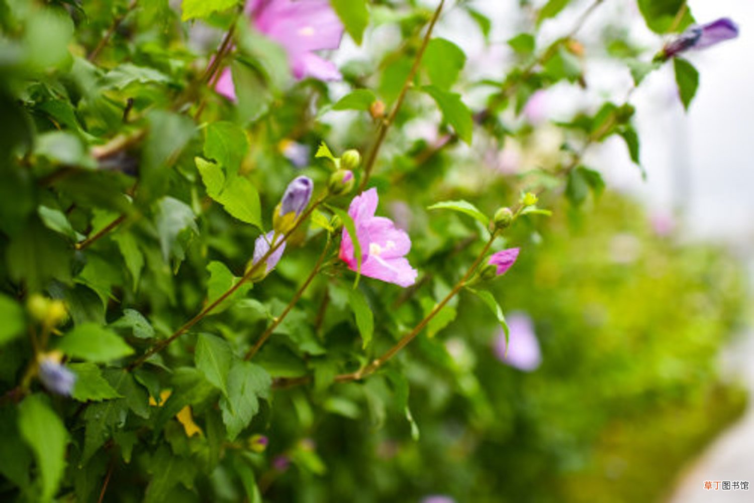 盆栽木槿花怎么养