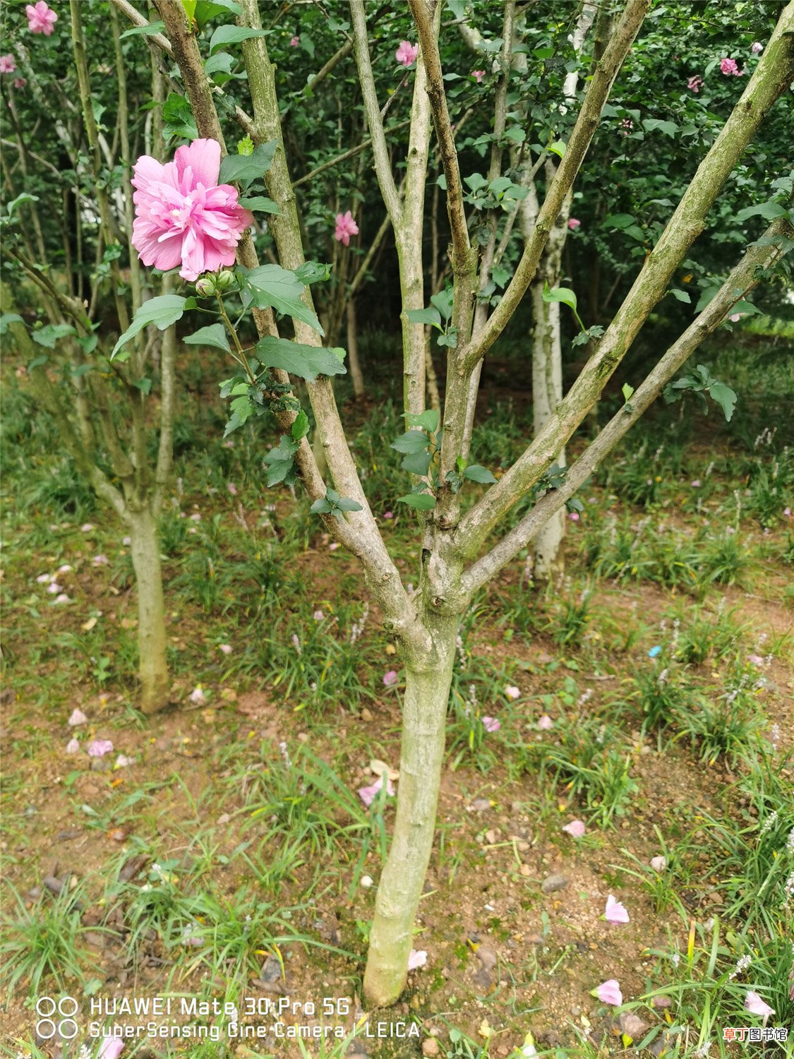 盆栽木槿花怎么养