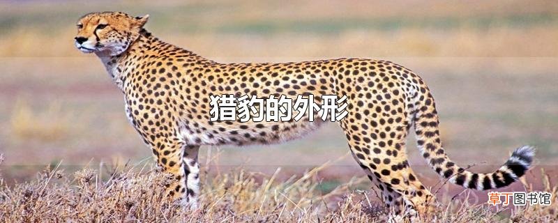 猎豹的外形