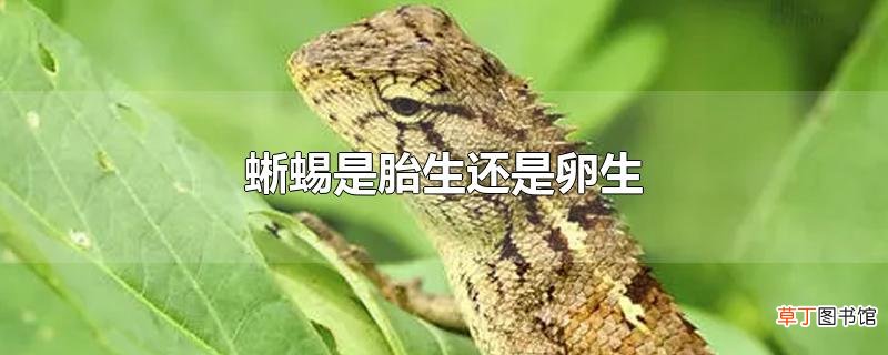 蜥蜴是胎生还是卵生