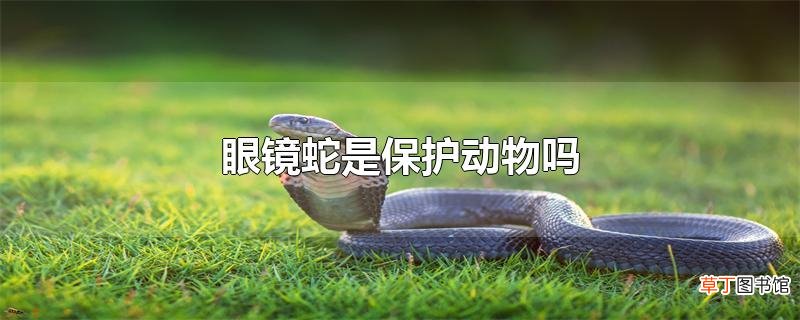 眼镜蛇是保护动物吗
