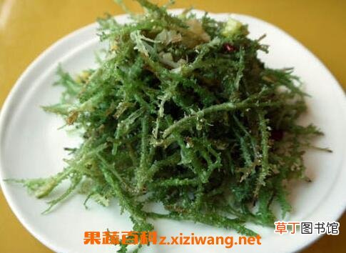 鹿角菜的功效与作用