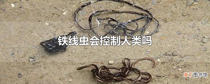 铁线虫会控制人类吗