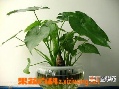 滴水观音的养殖方法