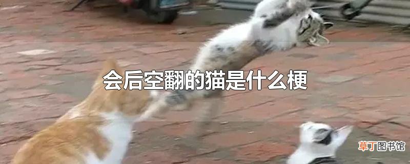 会后空翻的猫是什么梗