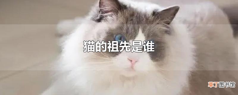猫的祖先是谁