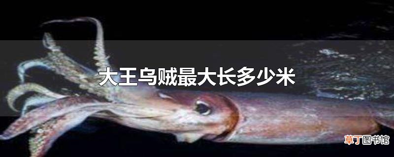 大王乌贼最大长多少米