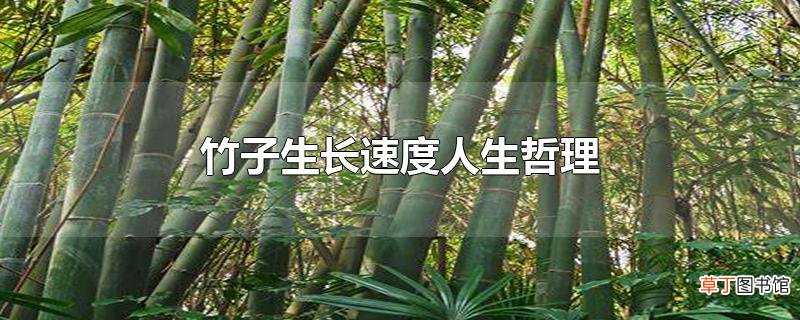 竹子生长速度人生哲理