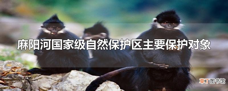 麻阳河国家级自然保护区主要保护对象