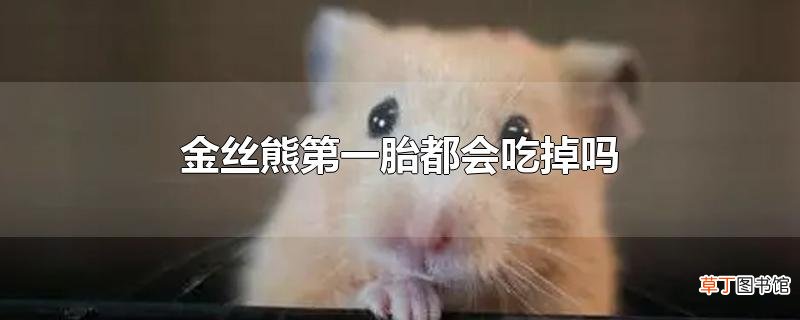 金丝熊第一胎都会吃掉吗