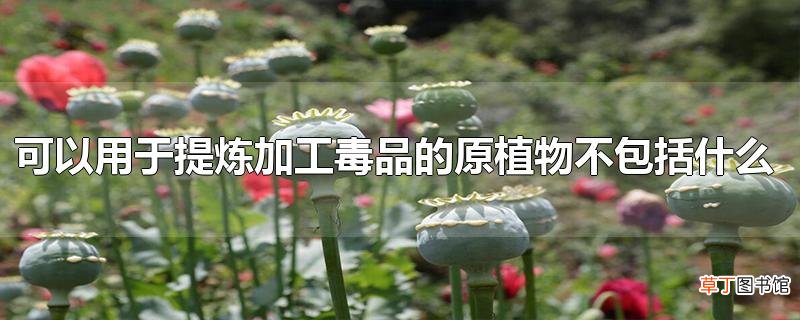 可以用于提炼加工毒品的原植物不包括什么