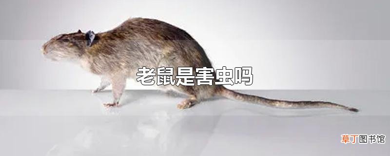 老鼠是害虫吗