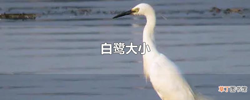 白鹭大小