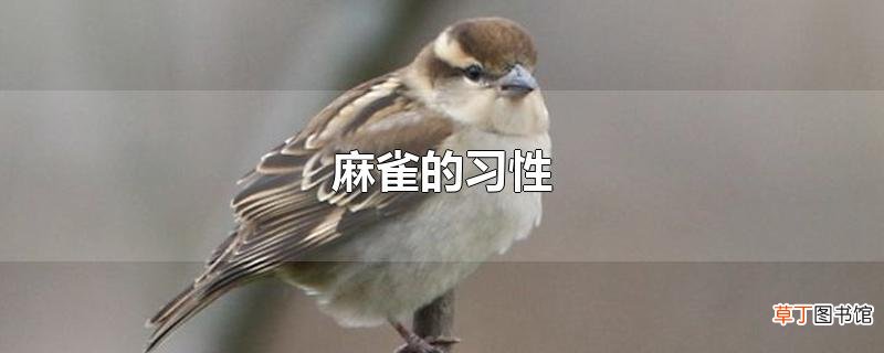 麻雀的习性
