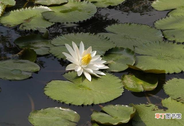 水生植物有哪些？十种常见的水生植物