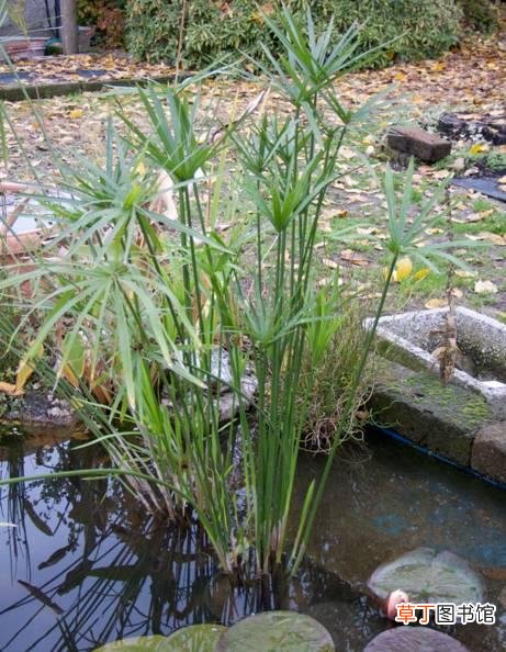 水生植物有哪些？十种常见的水生植物