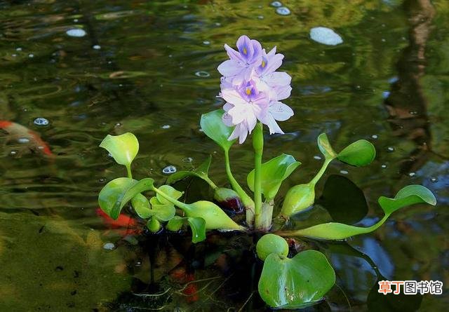 水生植物有哪些？十种常见的水生植物