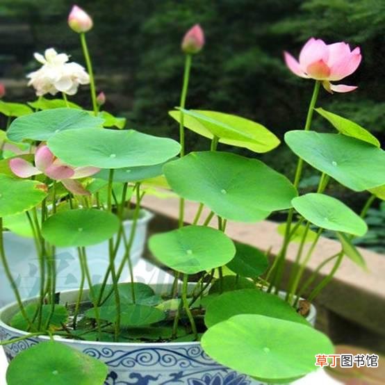 水生植物有哪些？十种常见的水生植物
