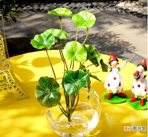 水生植物有哪些？十种常见的水生植物
