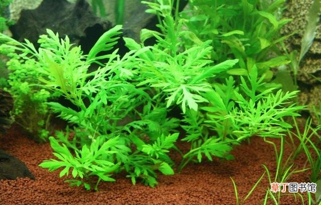 水生植物有哪些？十种常见的水生植物