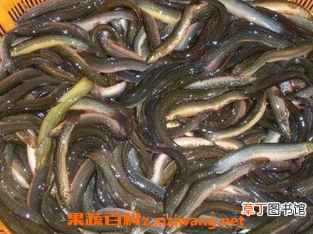 泥鳅鱼的功效与作用 泥鳅鱼的副作用