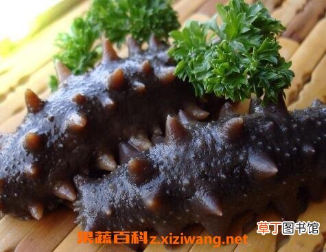 海参怎么吃 海参的简单最佳吃法