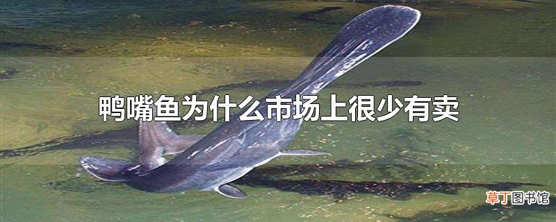 鸭嘴鱼为什么市场上很少有卖
