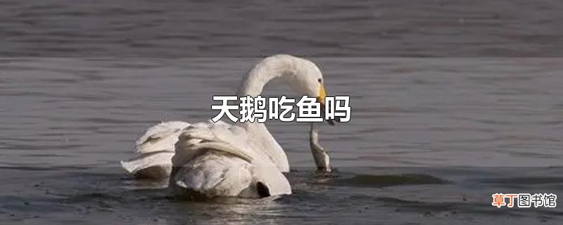 天鹅吃鱼吗