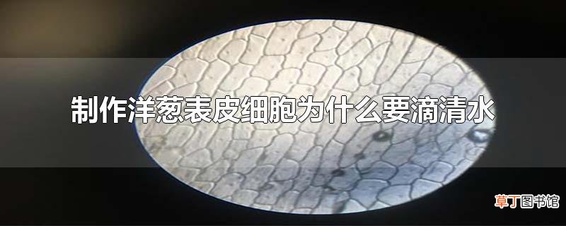制作洋葱表皮细胞为什么要滴清水