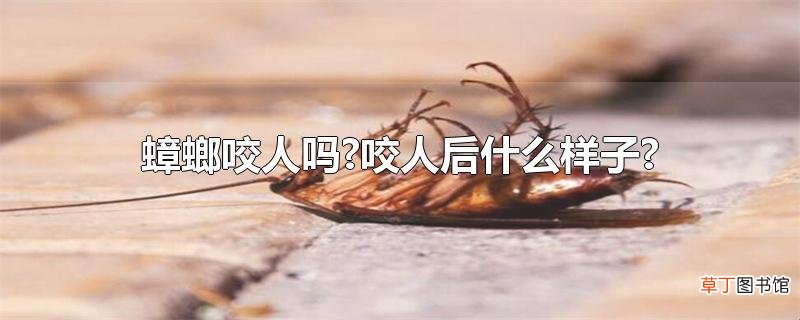 蟑螂咬人吗?咬人后什么样子?