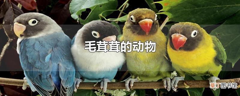 毛茸茸的动物